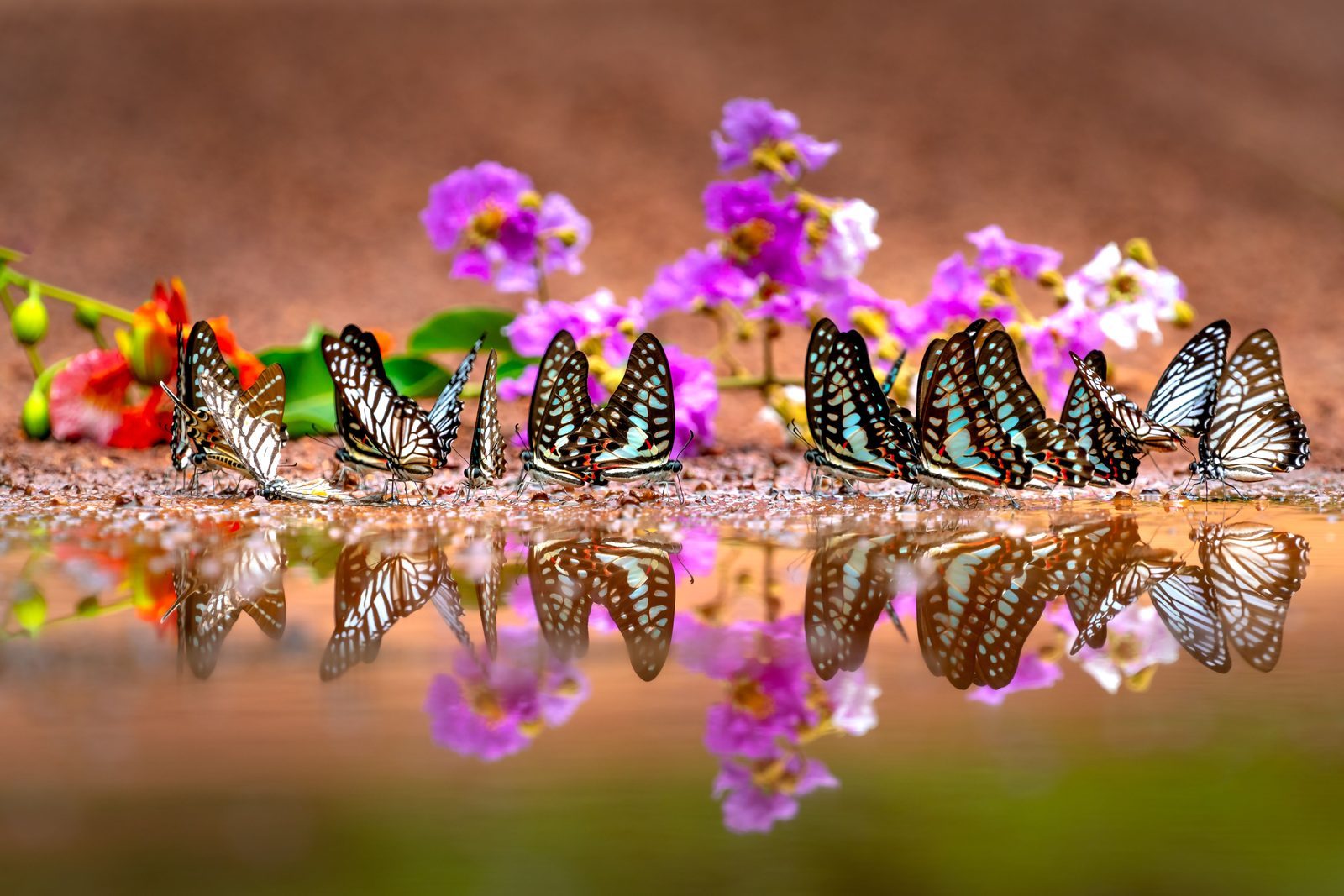 Your Guide to Butterfly Lab