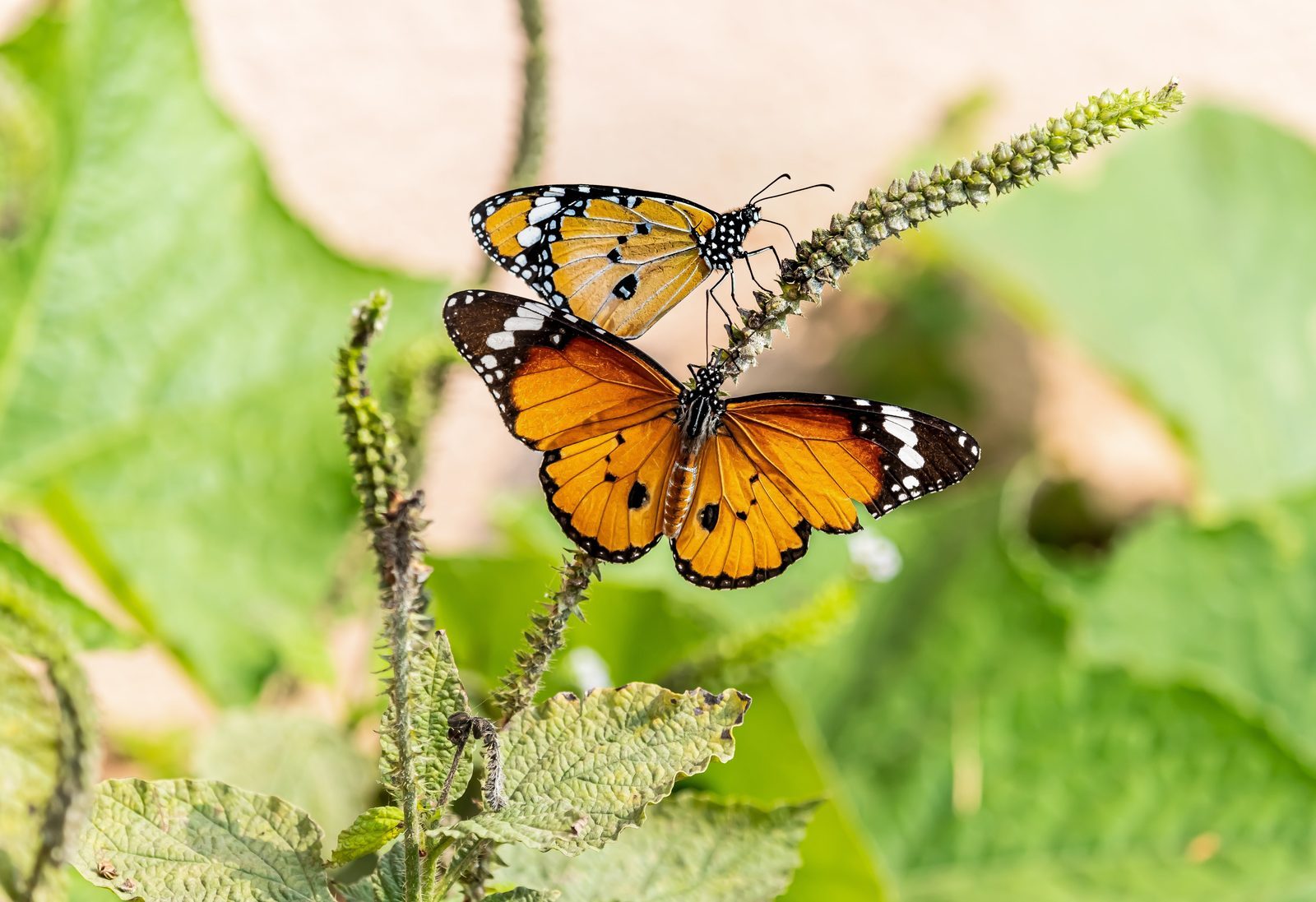 Immerse Yourself in Nature