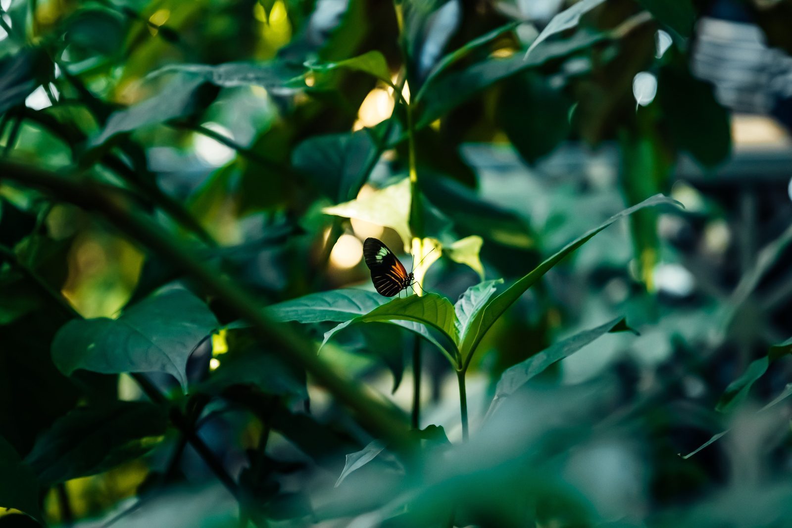 Photo from Butterfly Lab