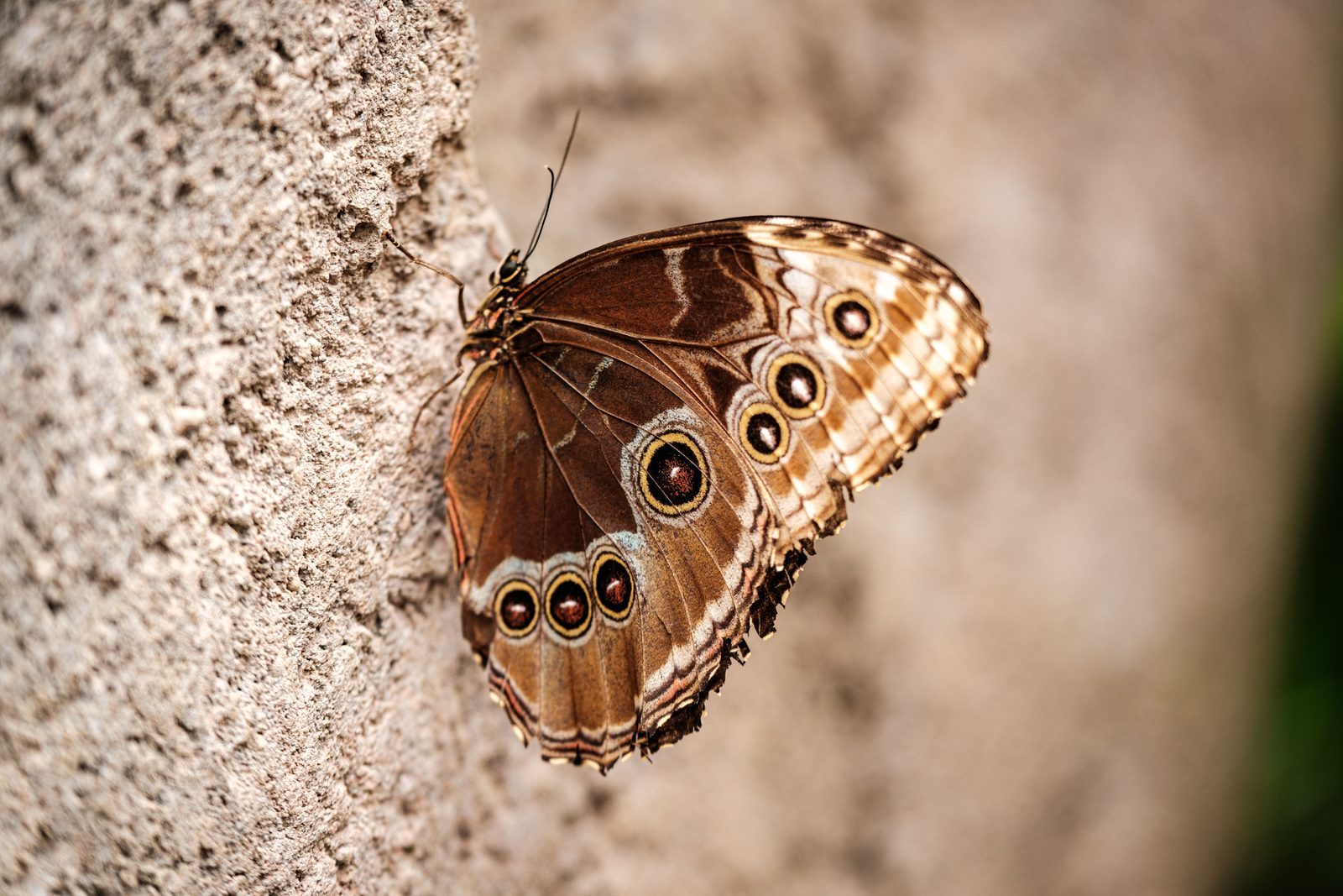 Photo from Butterfly Lab